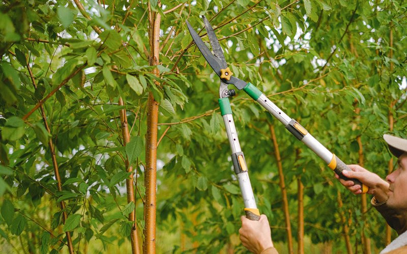 Tree trimming in Estherville, IA